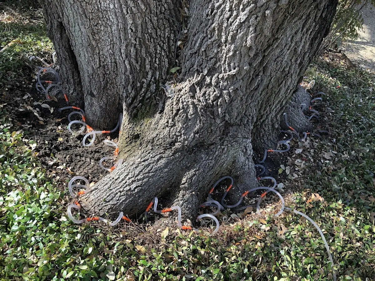 Detailed Tree Cabling and Bracing job site in Fedscreek