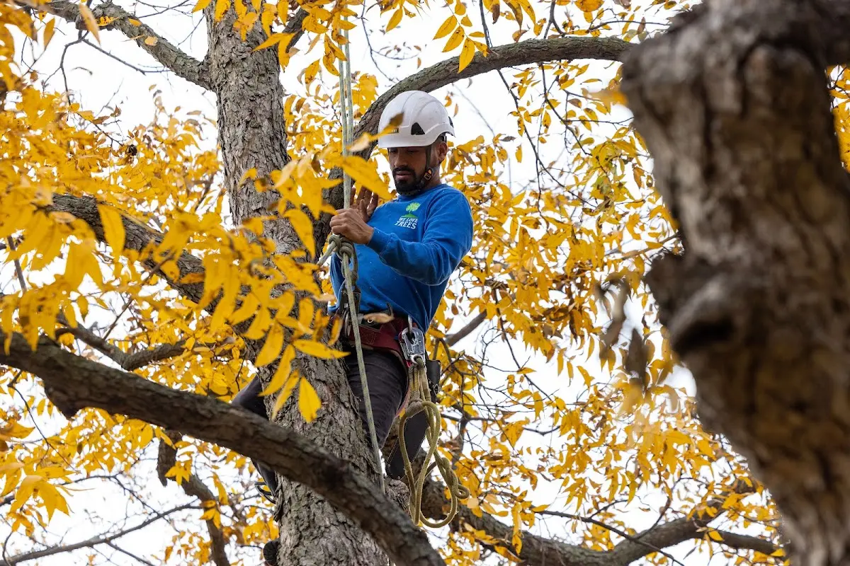 Skilled Storm Damage Cleanup crew working in Fedscreek