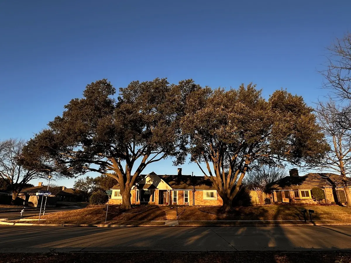 Established residential canopy tree shading a home in Fedscreek
